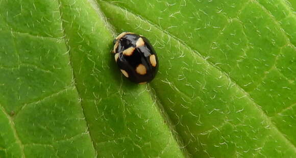 Image of Brachiacantha decempustulata (Melsheimer 1847)