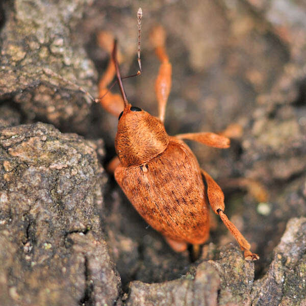 Imagem de Curculio pellitus (Boheman 1843)