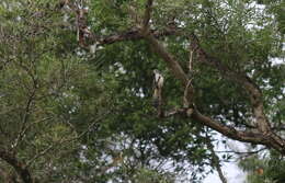 Image of Lesser Cuckoo