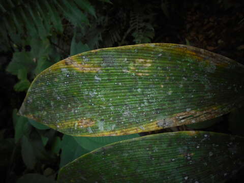 Image of Zamia oligodonta E. Calderón & D. W. Stev.