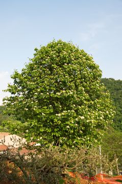 Image of checkertree