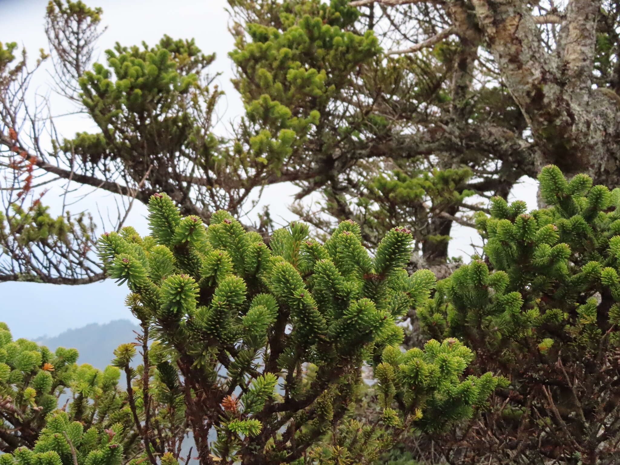 Image of Taiwan Fir