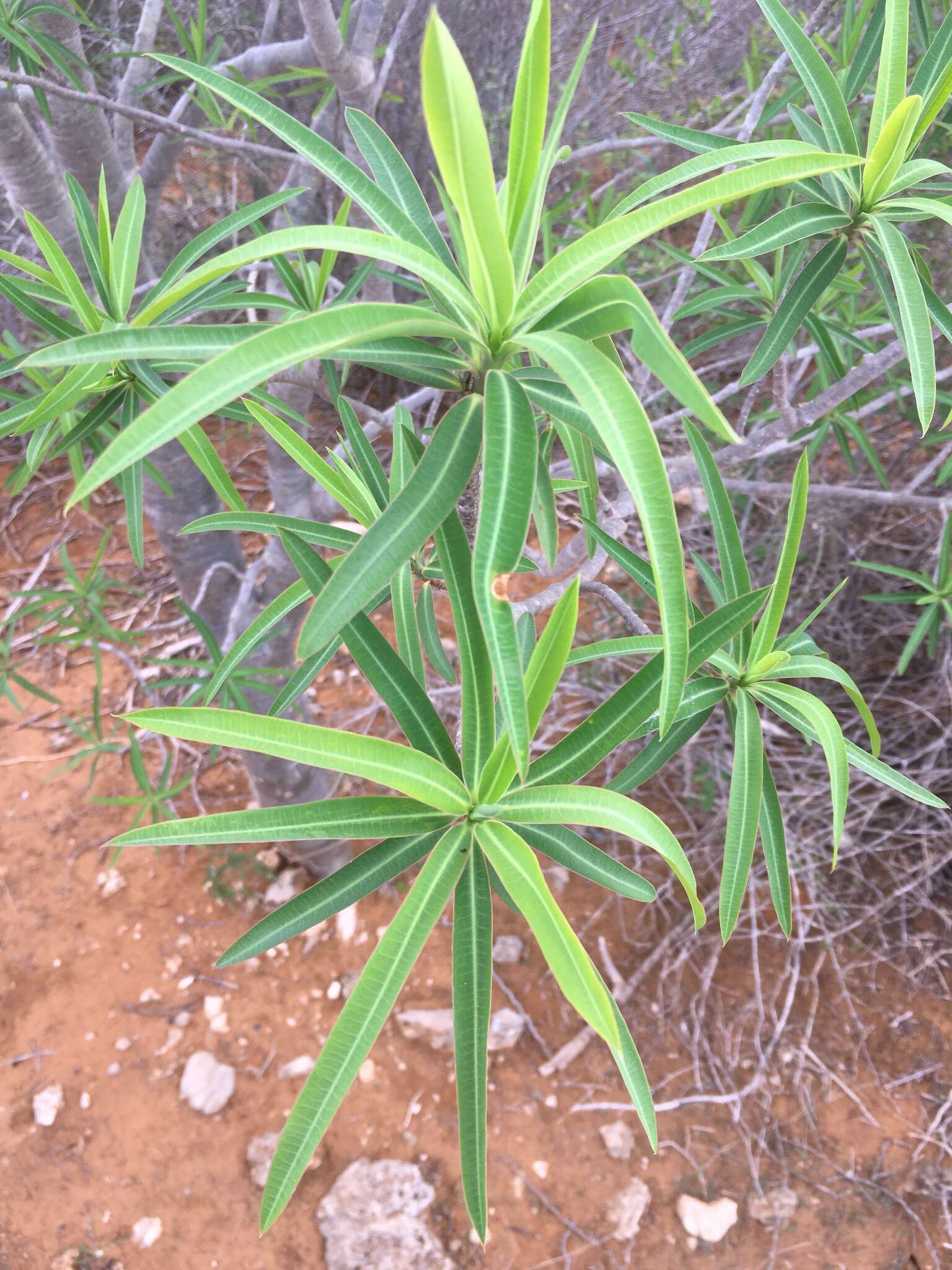 Euphorbia antso Denis resmi