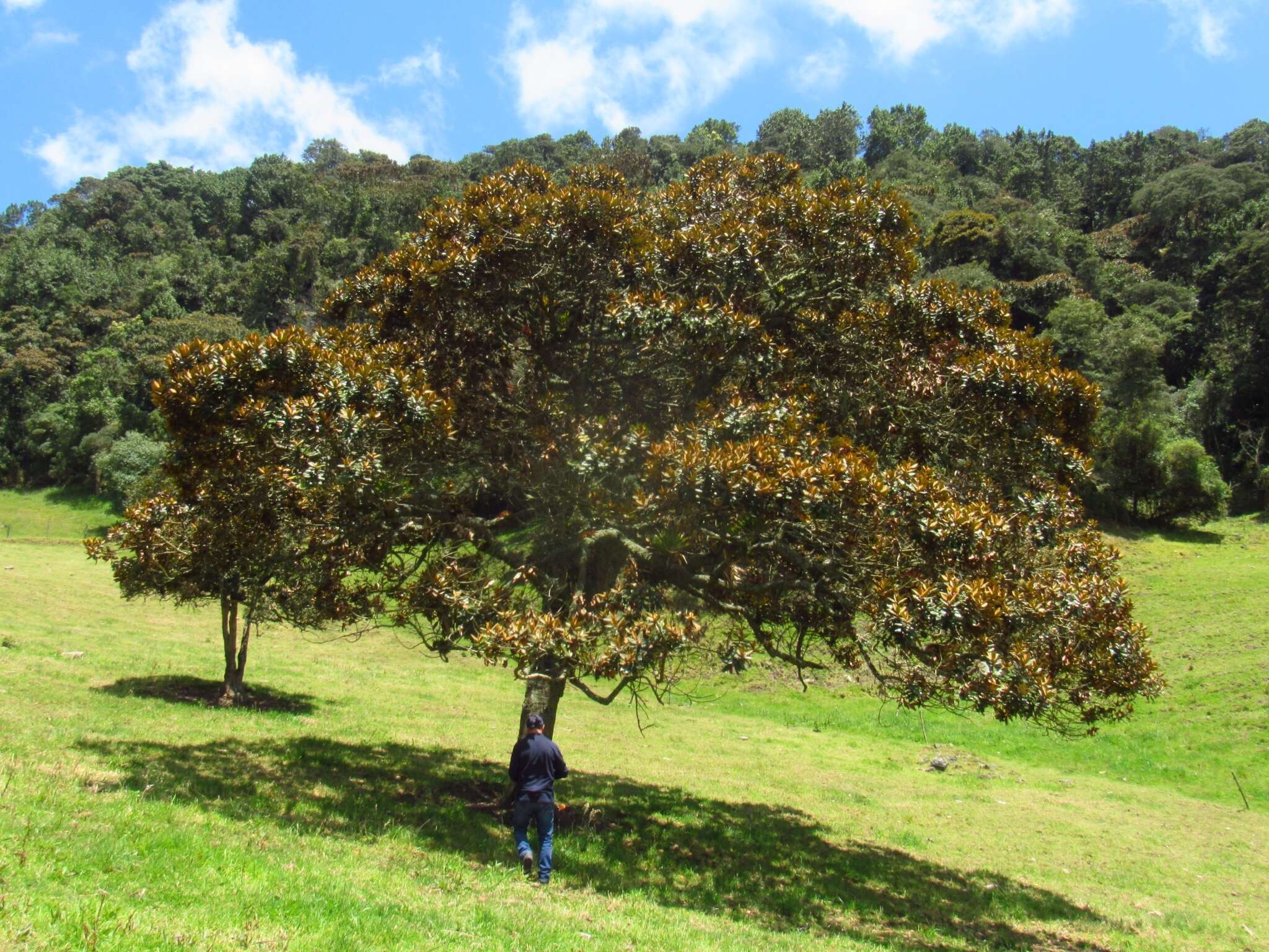 Image of Ocotea caesariata van der Werff