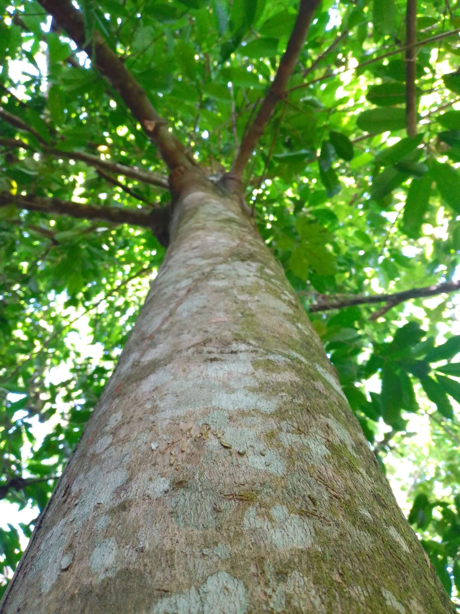 Imagem de Vochysia guatemalensis J. D. Smith