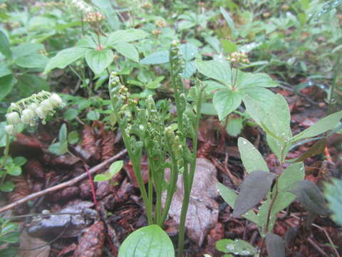 Image of trianglelobe moonwort