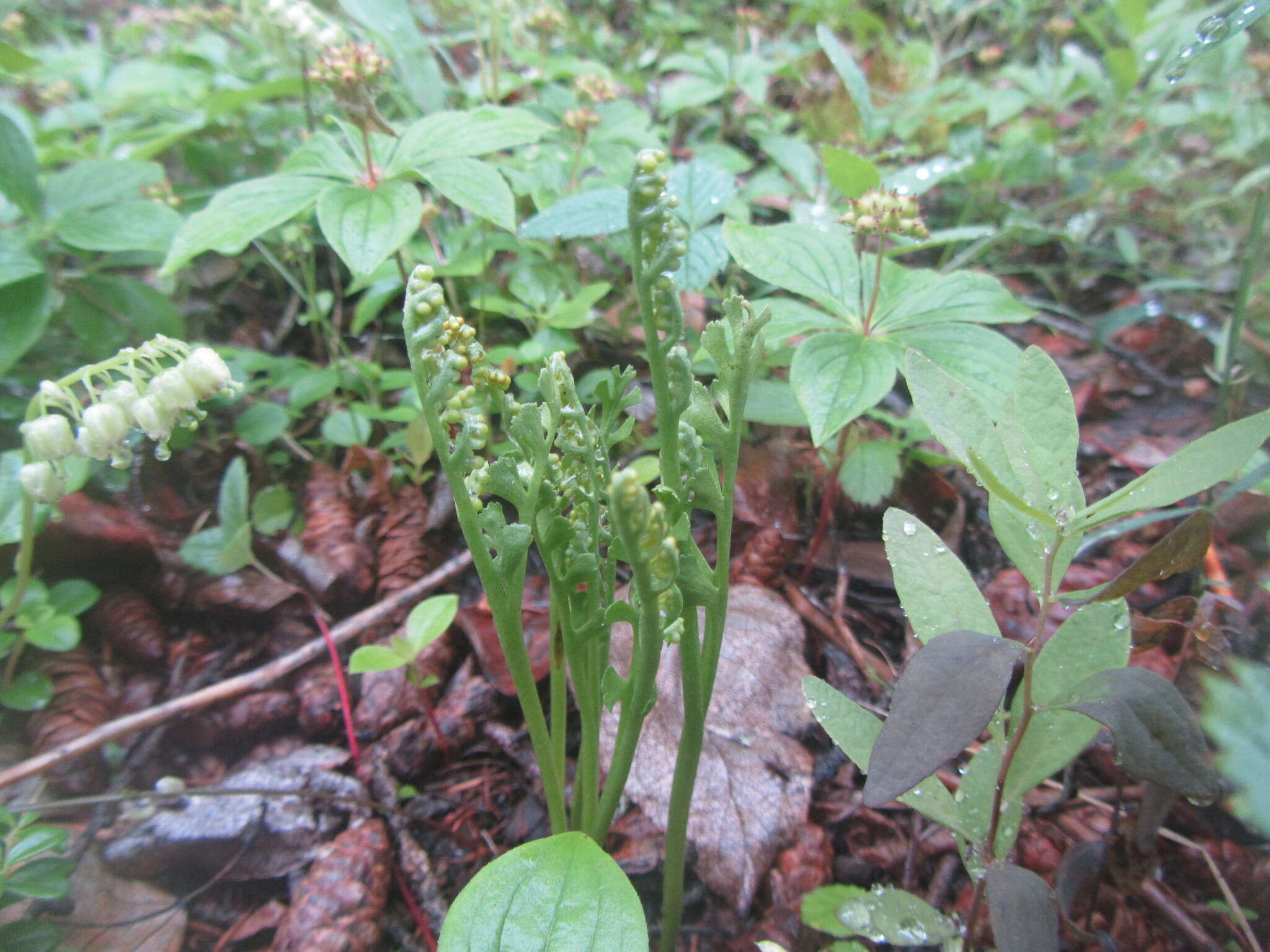 Image of trianglelobe moonwort