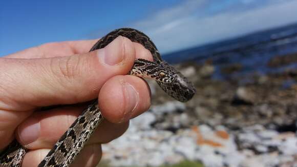 Plancia ëd Dasypeltis scabra scabra (Linnaeus 1758)