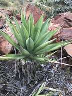 Image of century plant
