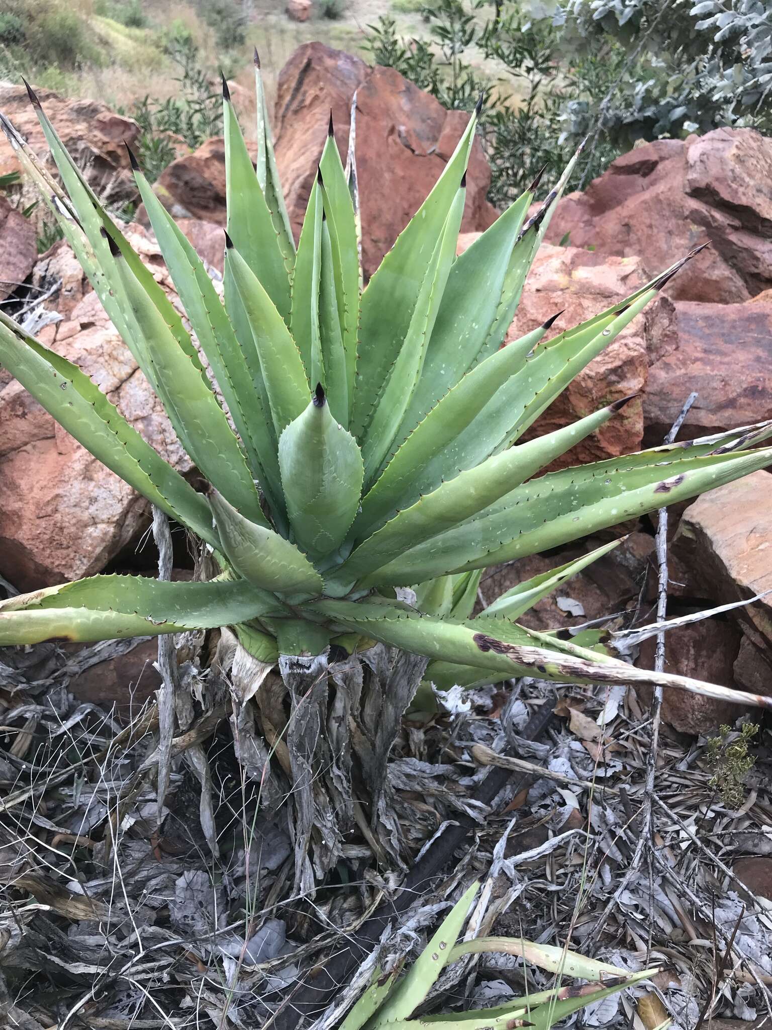 Image of century plant