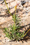Image of Lobelia coronopifolia L.