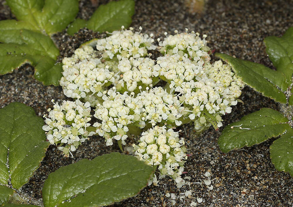 Angelica leiocarpa (Mathias) resmi