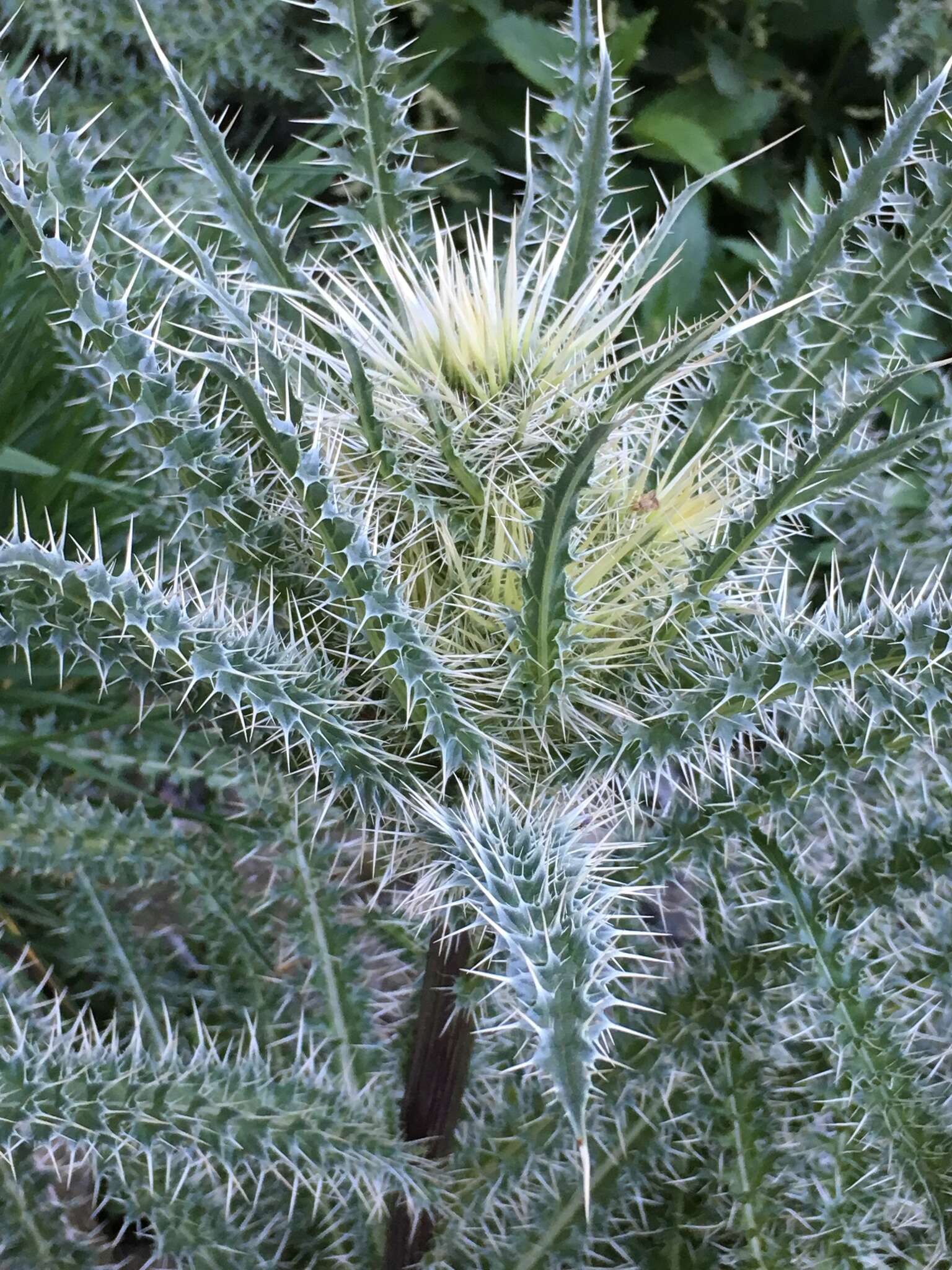 Image of whitespine thistle