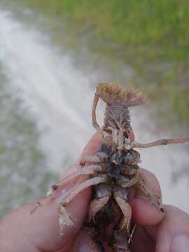 Image of Procambarus rogersi (Hobbs 1938)