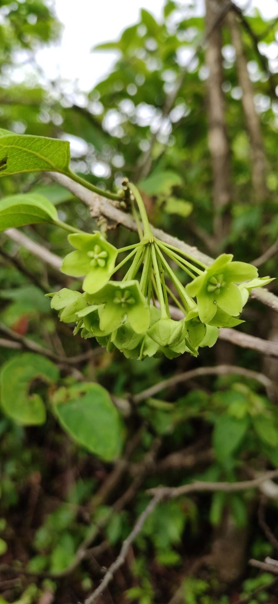 Image of Marsdenia volubilis (L. fil.) Cooke