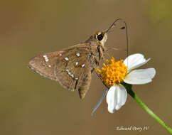 Atrytonopsis loammi Whitney 1876 resmi