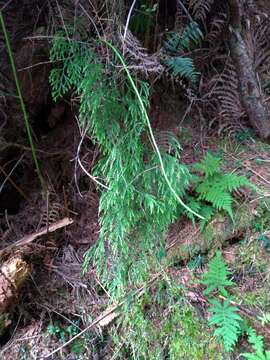 Sivun Lycopodiastrum casuarinoides (Spring) Holub ex Dixit kuva