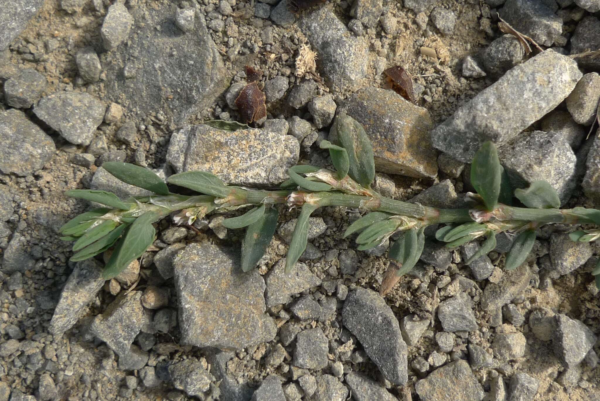 Image of knotgrass