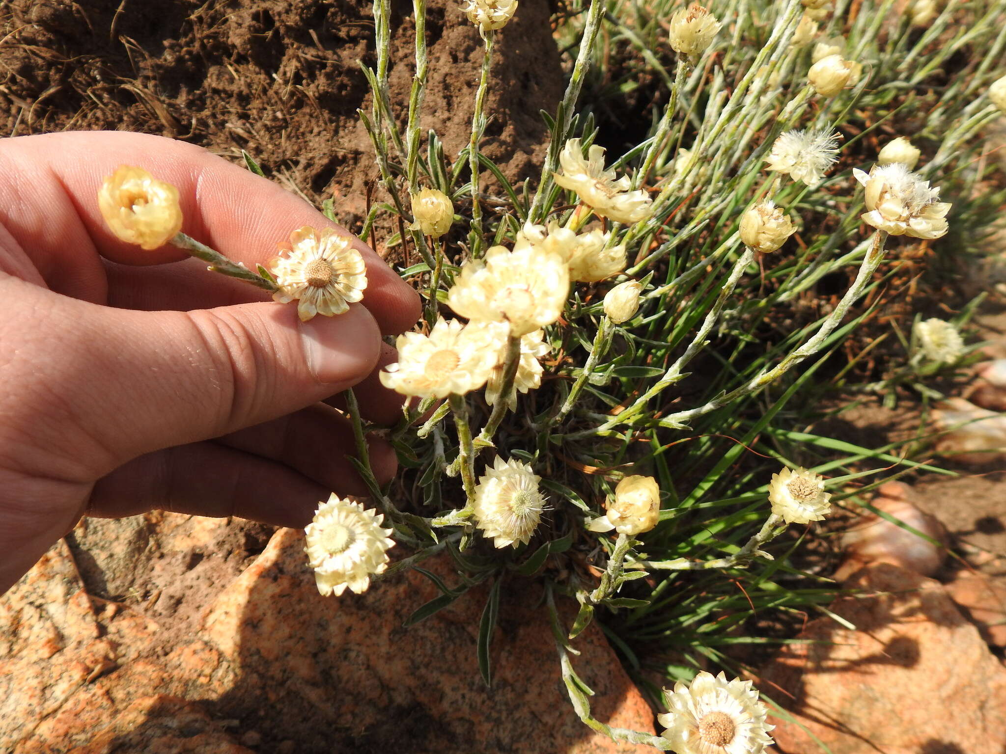 Image of Dwarf Everlasting