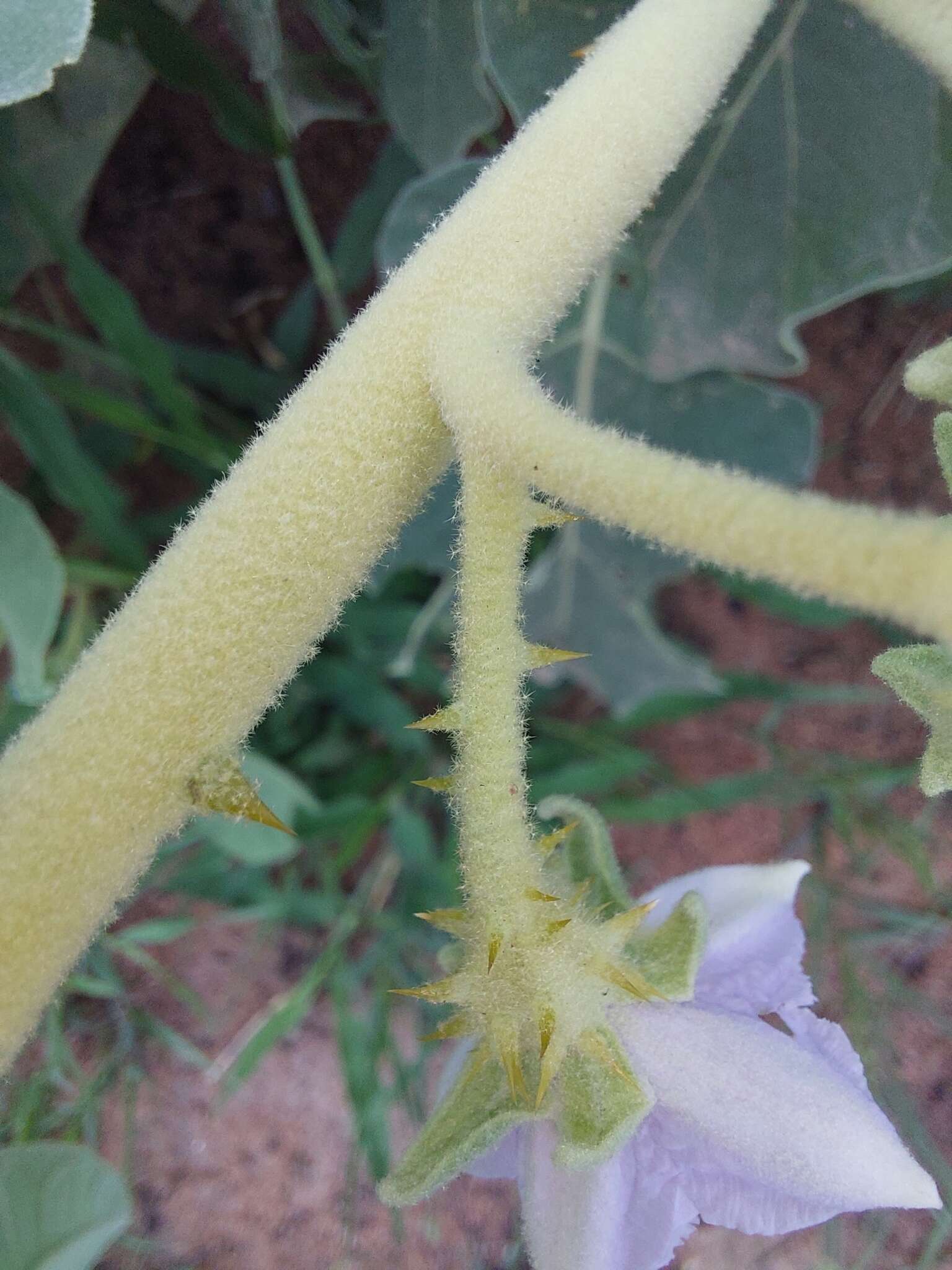 Image of Solanum lichtensteinii Willd.