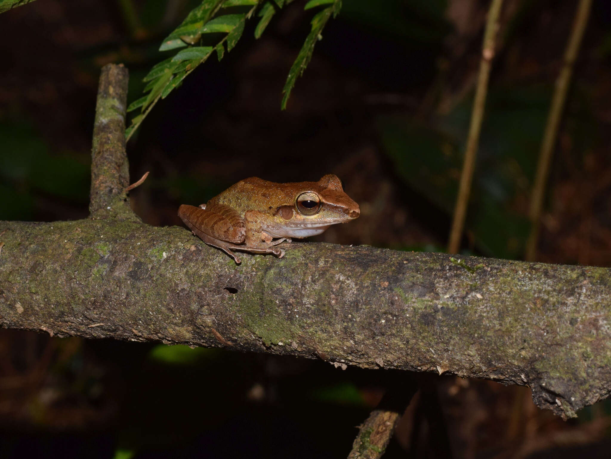 Image of Craugastor talamancae (Dunn 1931)