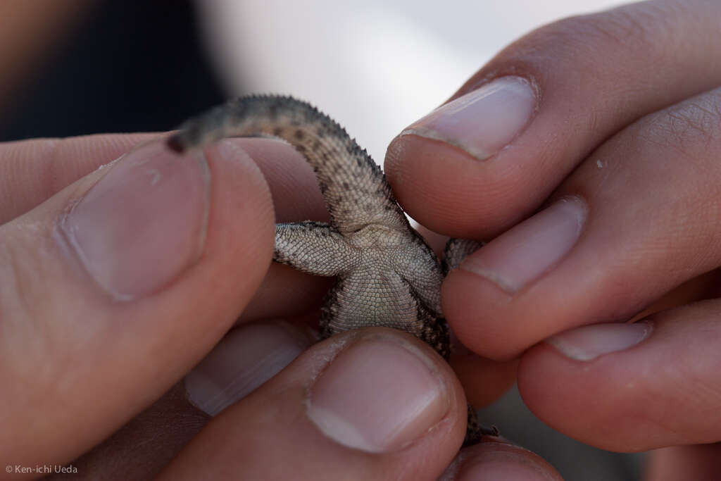 Urosaurus bicarinatus (Duméril 1856) resmi