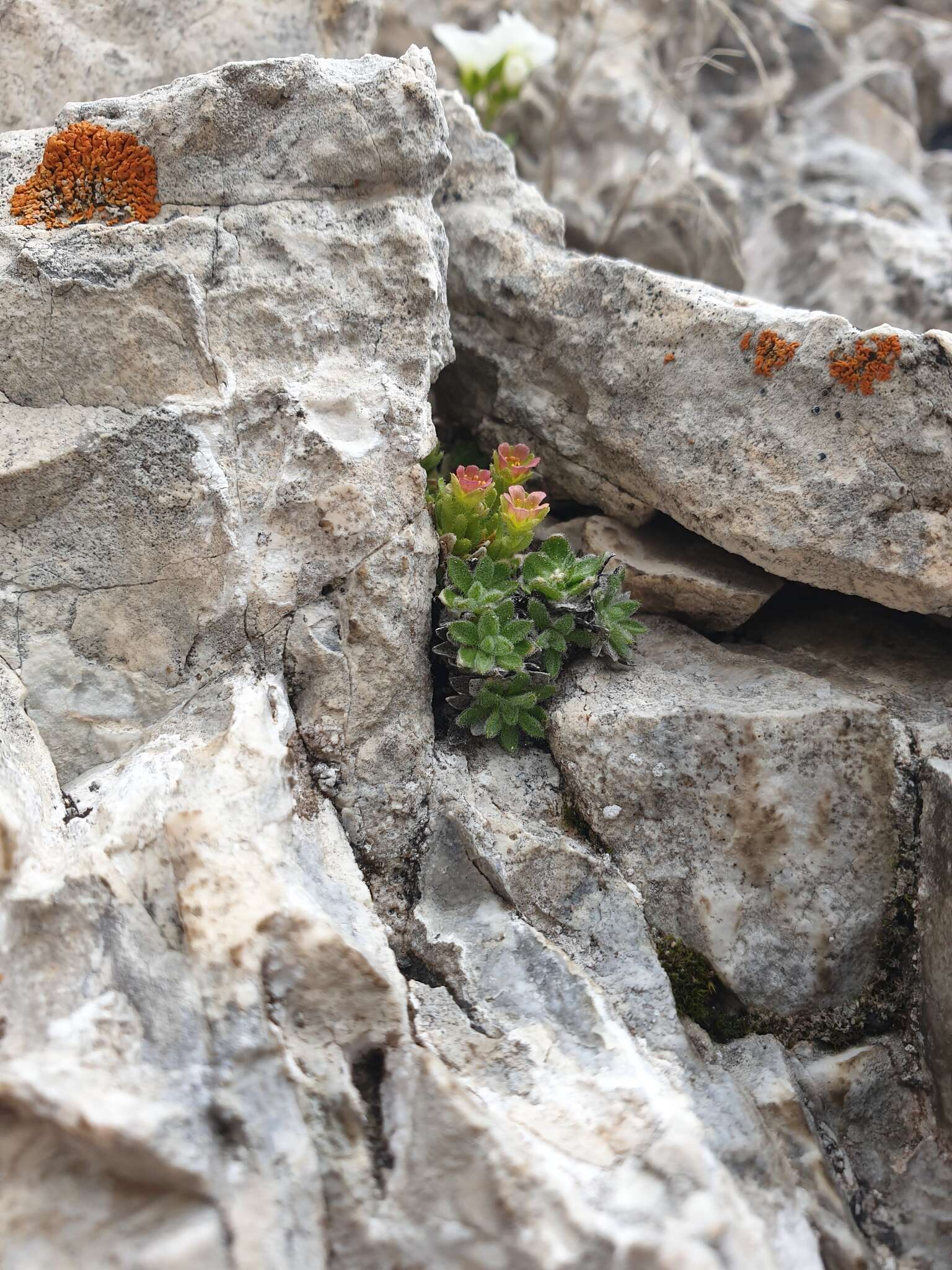 Imagem de Saxifraga facchinii Koch