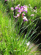 Image of Chironia purpurascens subsp. purpurascens