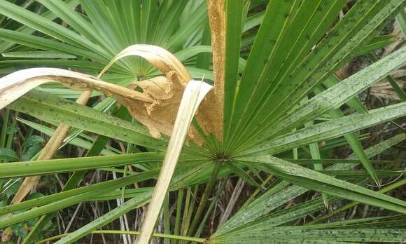 Image of Palm Leaf Skeletonizer