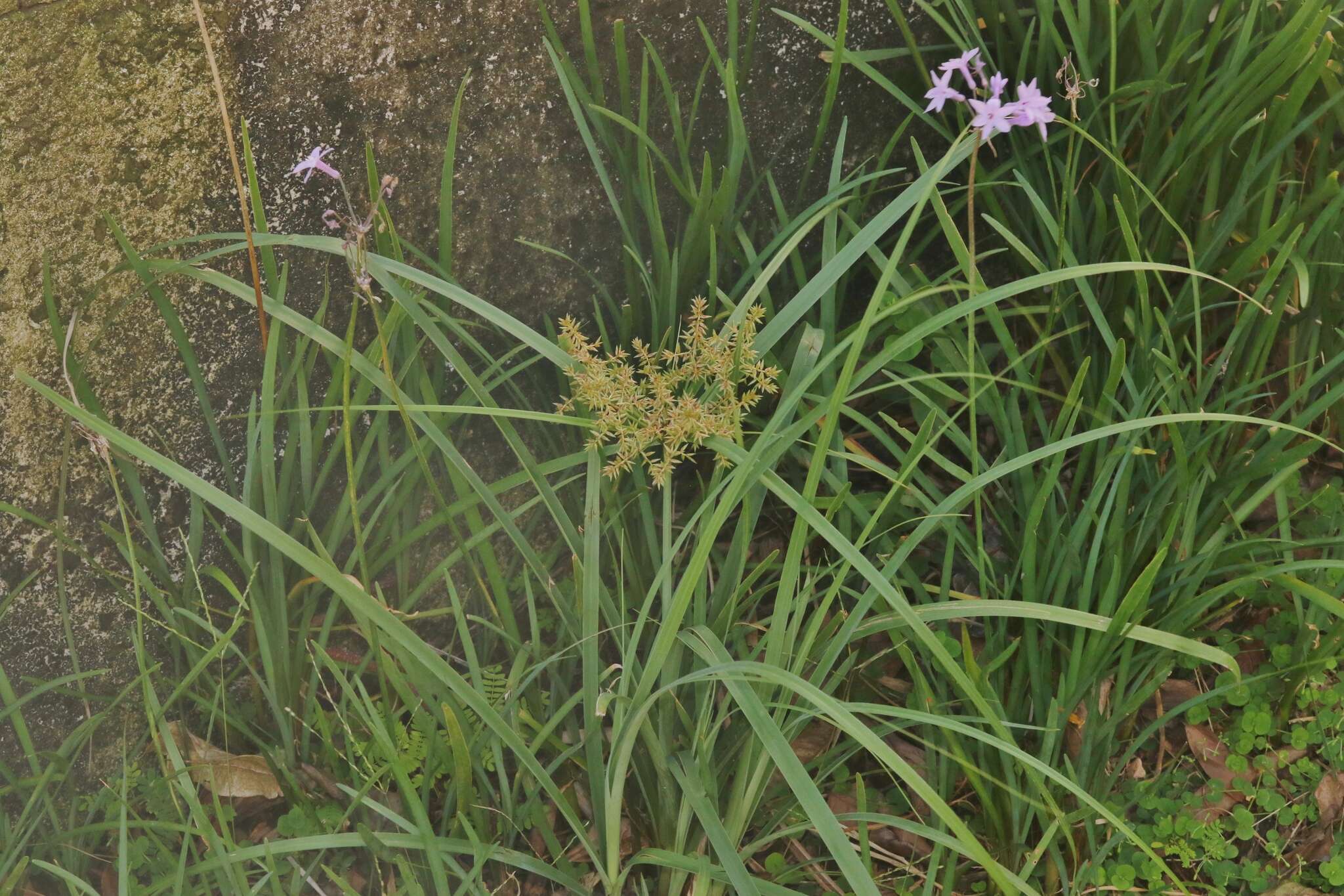 Слика од Cyperus javanicus Houtt.