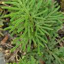 Image of Selaginella stauntoniana Spring