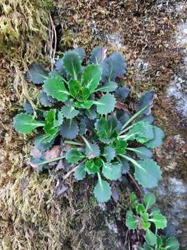 Sivun Saxifraga spathularis Brot. kuva