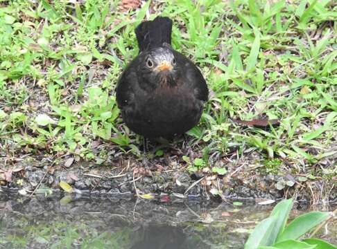 Image of Chinese Blackbird