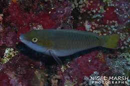 Image of Chameleon parrotfish