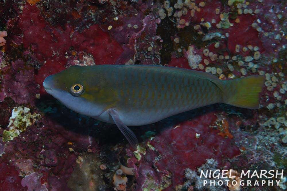 Image of Chameleon parrotfish