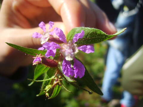 Image of creeping waxweed