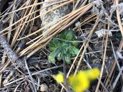 Image of rough draba