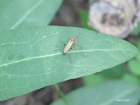 Image of <i>Cephaloon pallens</i>