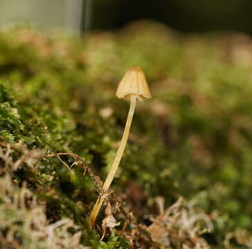 Image of Galerina hypnorum (Schrank) Kühner 1935