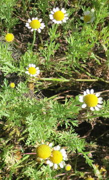 Image of <i>Cotula <i>nigellifolia</i></i> var. nigellifolia