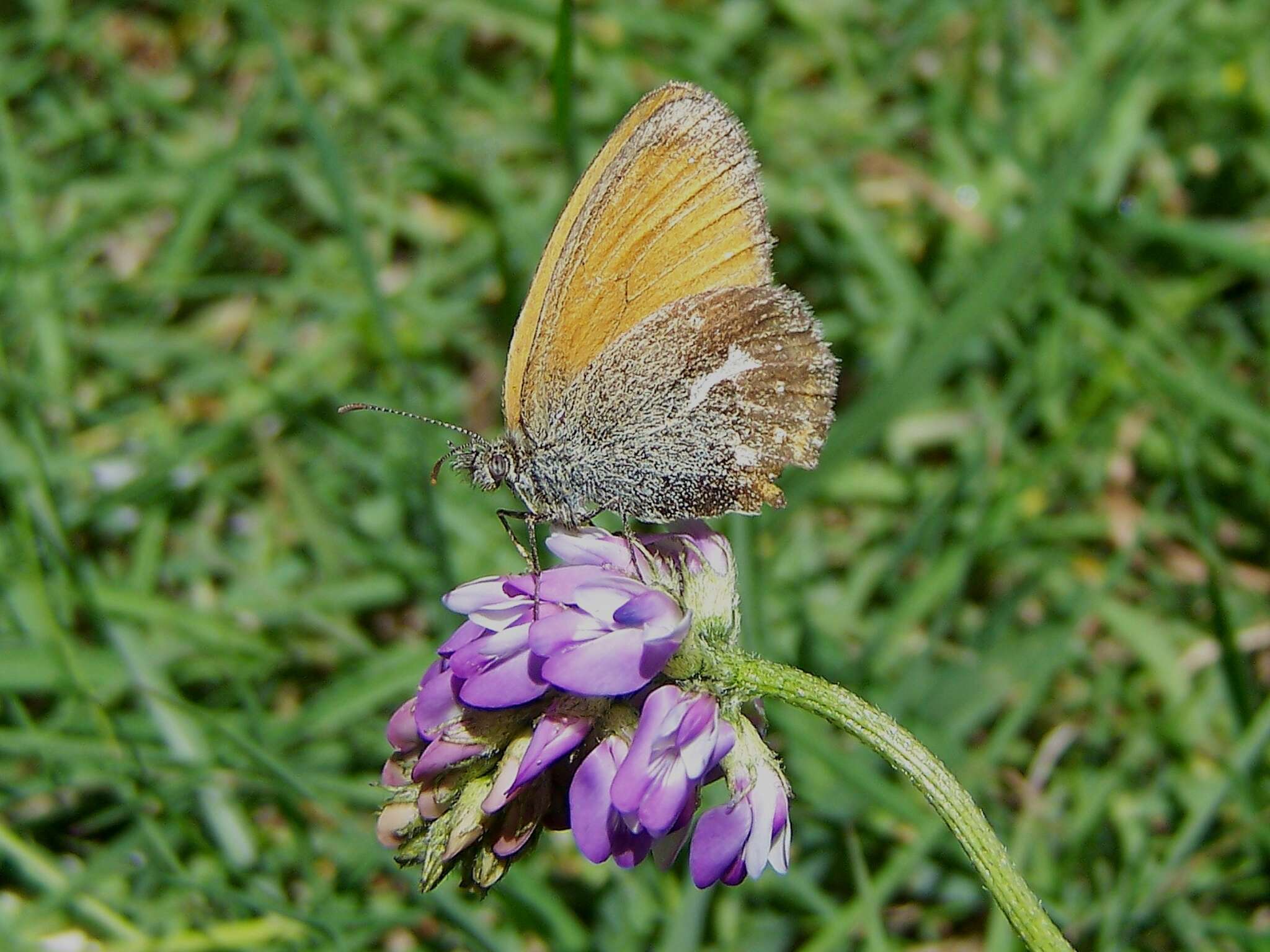 Coenonympha amaryllis Cramer 1782 resmi