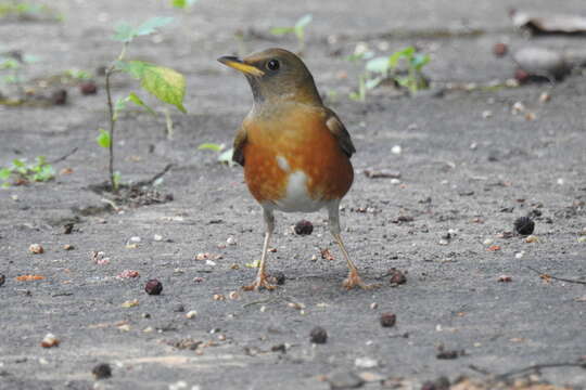 Imagem de Turdus chrysolaus Temminck 1832