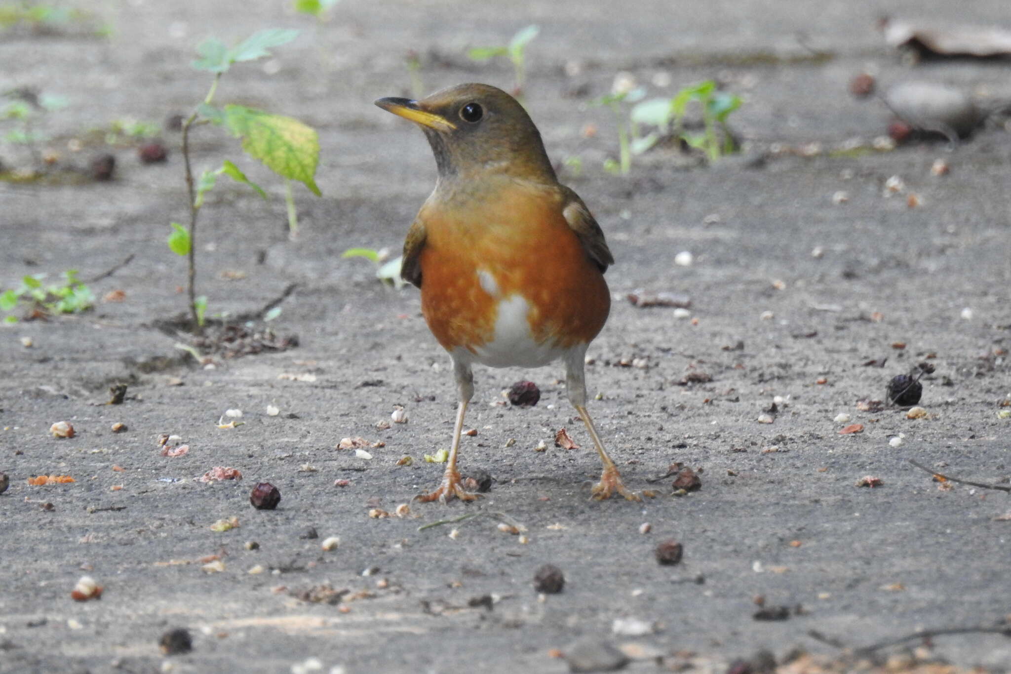 Image of Brown-headed Thrush