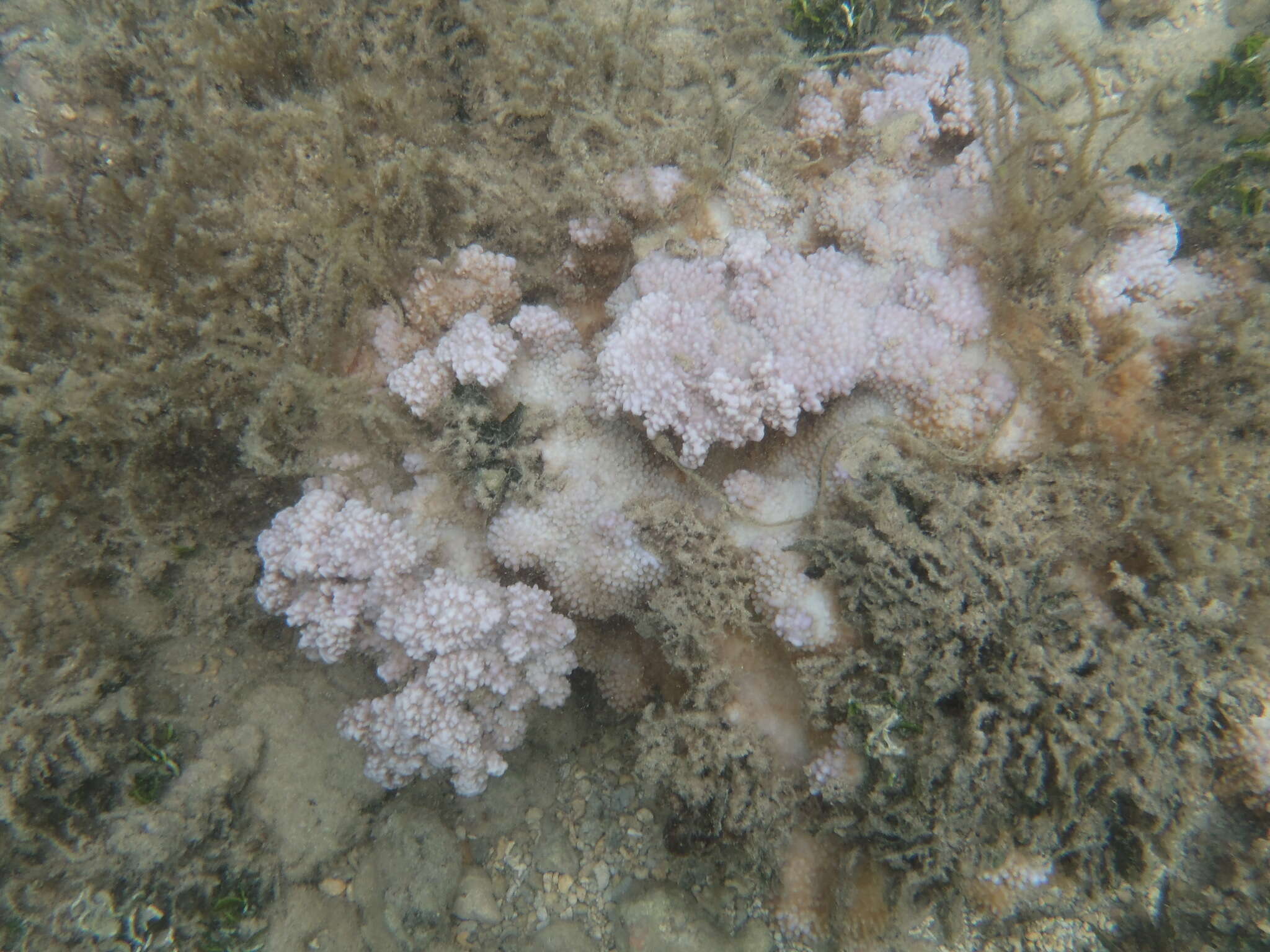 Image of Red algae