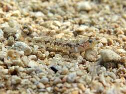 Image of Quagga Goby