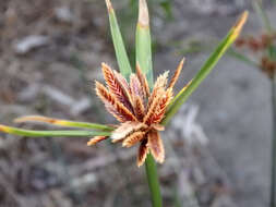 Imagem de Cyperus vaginatus R. Br.