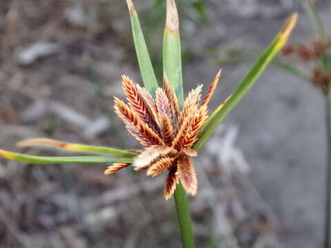 Image of Cyperus vaginatus R. Br.