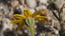 Imagem de Eriophyllum ambiguum var. paleaceum (Brandeg.) Ferris