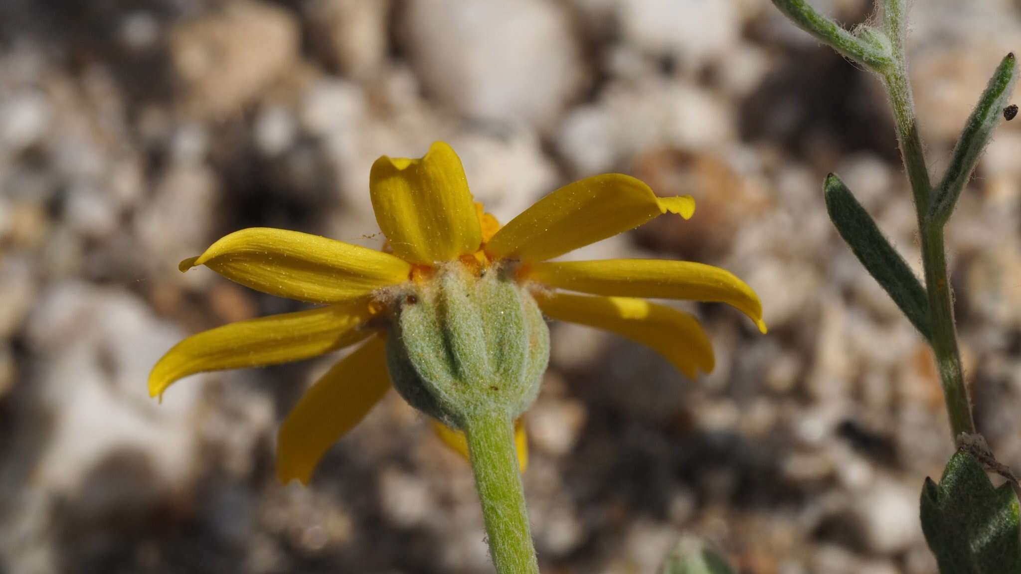 Imagem de Eriophyllum ambiguum var. paleaceum (Brandeg.) Ferris