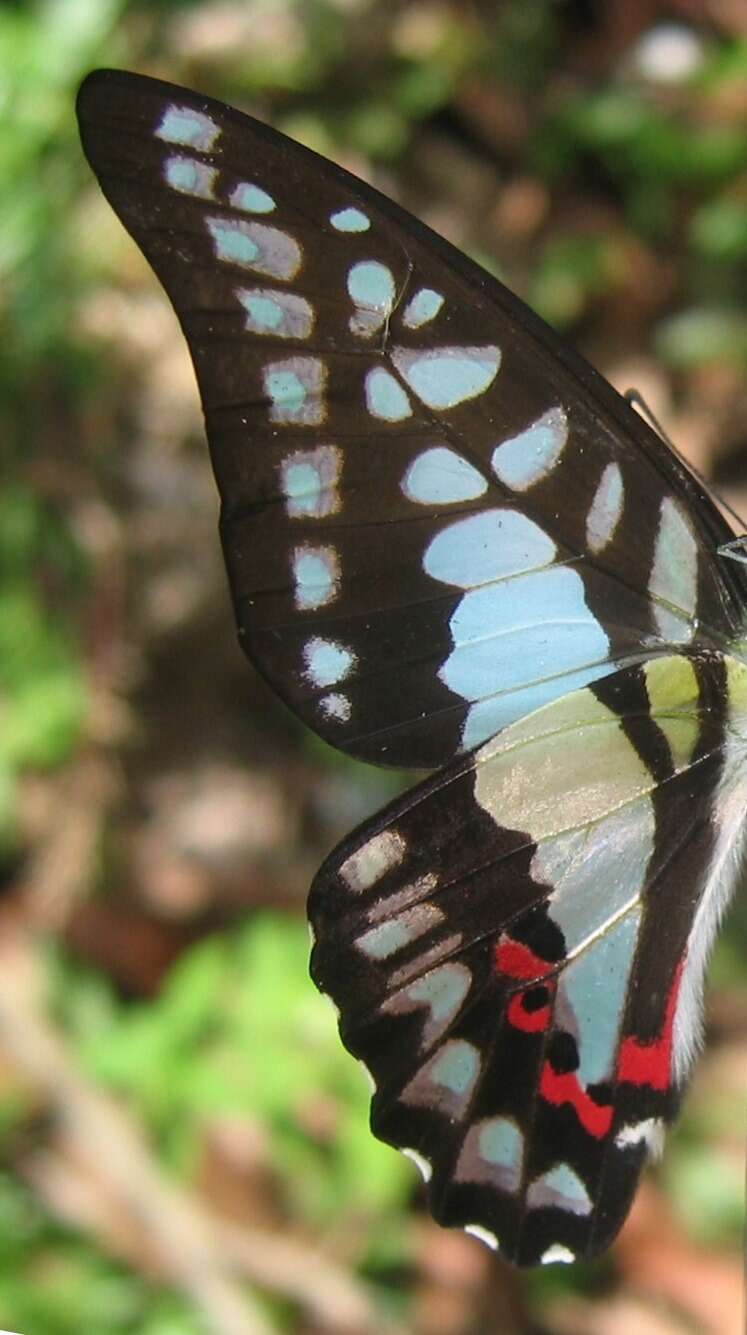 Graphium evemon (Boisduval 1836) resmi